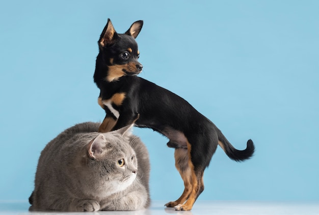 Hermoso retrato de mascota de perro y gato pequeños