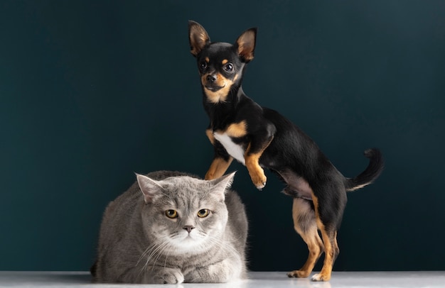 Hermoso retrato de mascota de perro y gato pequeños