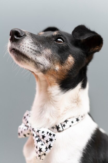 Hermoso retrato de mascota de perro jack terrier