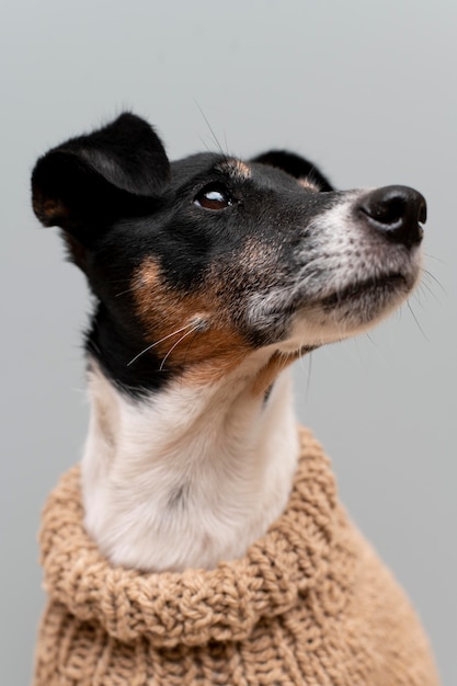 Hermoso retrato de mascota de perro jack terrier