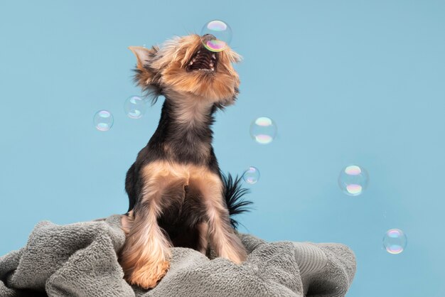 Hermoso retrato de mascota de perro pequeño con burbujas