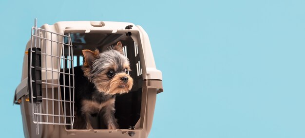 Hermoso retrato de mascota de perro pequeño con jaula