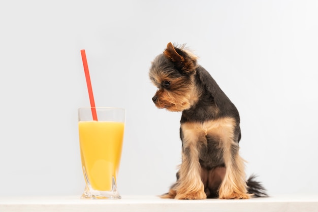 Hermoso retrato de mascota de perro pequeño con jugo