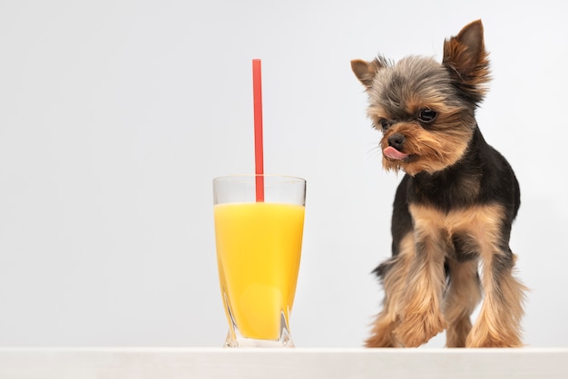 Foto gratuita hermoso retrato de mascota de perro pequeño con jugo