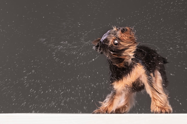 Foto gratuita hermoso retrato de mascota de perro pequeño lavado