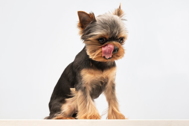 Foto gratuita hermoso retrato de mascota de perro pequeño