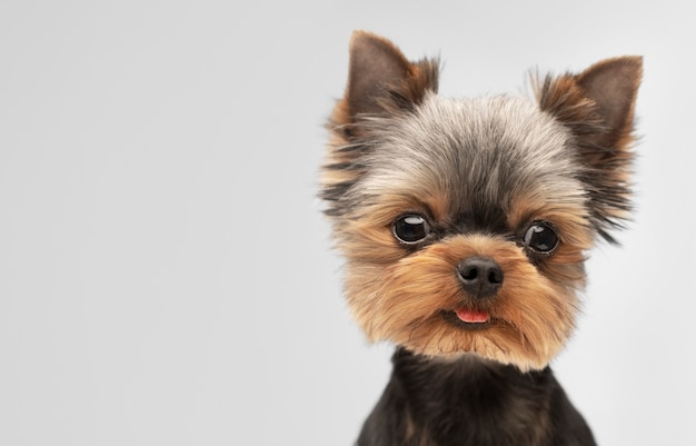 Hermoso retrato de mascota de perro pequeño