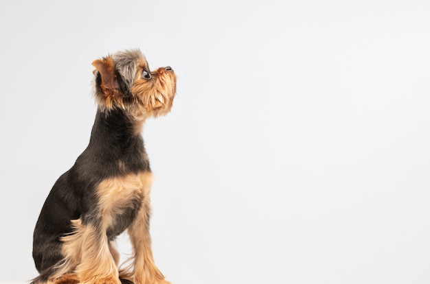 Foto gratuita hermoso retrato de mascota de perro pequeño