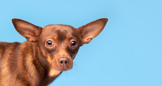 Foto gratuita hermoso retrato de mascota de perro