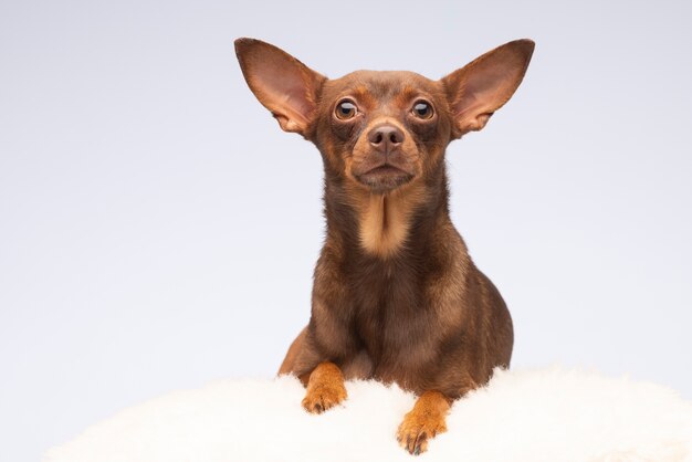 Hermoso retrato de mascota de perro