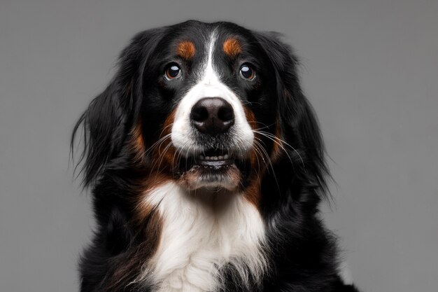 Hermoso retrato de mascota de perro