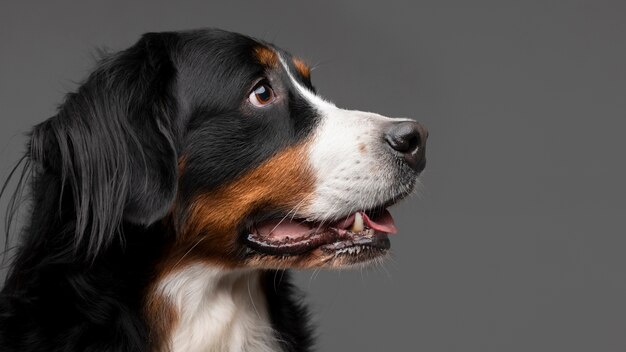 Hermoso retrato de mascota de perro