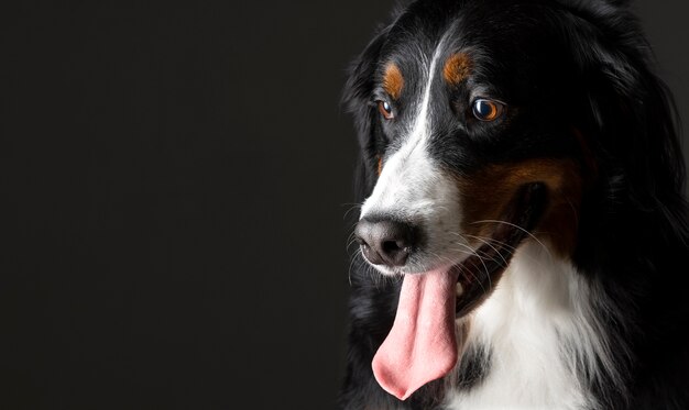 Hermoso retrato de mascota de perro