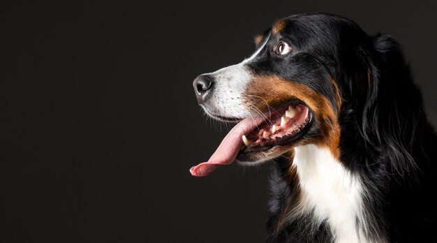 Hermoso retrato de mascota de perro