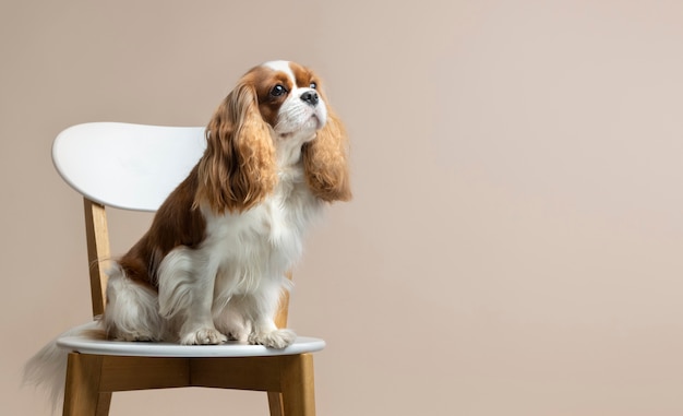 Hermoso retrato de mascota de perro