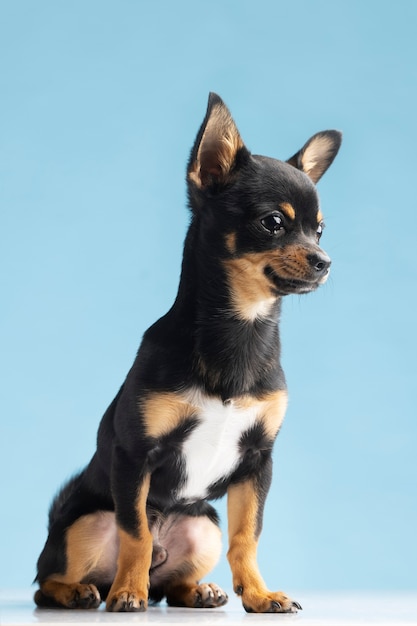 Hermoso retrato de mascota de perro