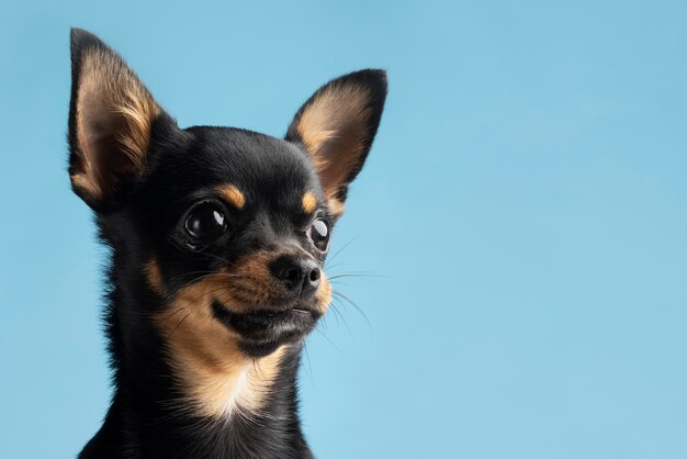 Hermoso retrato de mascota de perro