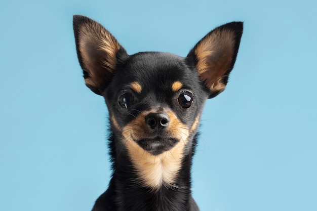 Hermoso retrato de mascota de perro