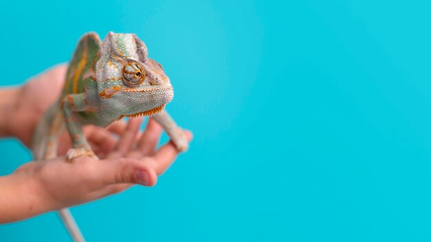 Hermoso retrato de mascota