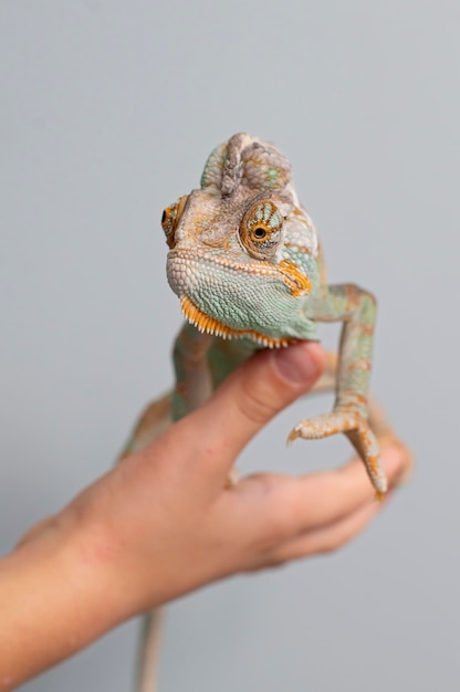 Foto gratuita hermoso retrato de mascota