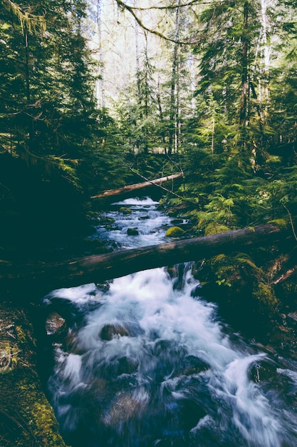 Foto gratuita hermoso río con una fuerte corriente en el bosque