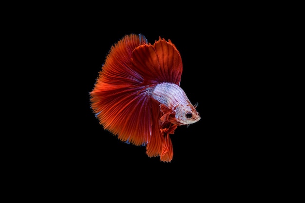 Hermoso rojo y blanco betta splendens, pez luchador siamés o pla-kad en peces populares tailandeses en acuario