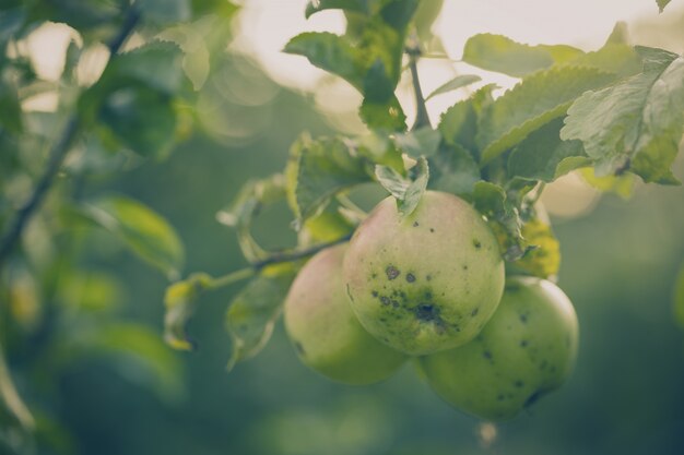 Hermoso sabroso manzanas frescas en el árbol de tonificación