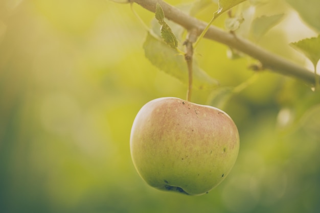 Hermoso sabroso manzanas frescas en el árbol de tonificación