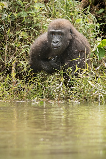 Hermoso y salvaje gorila de las tierras bajas en el hábitat natural de África