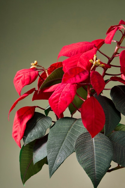 Hermoso surtido de poinsettia roja