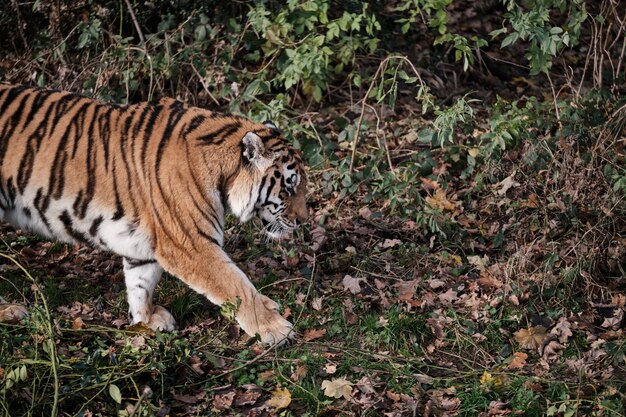 hermoso tigre caminando en el suelo con hojas caídas