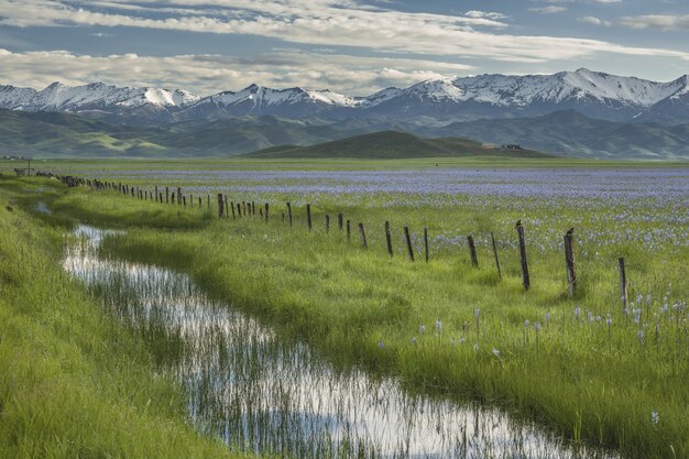 Hermoso tiro de agua en medio de campos de hierba con flores rosas y una valla