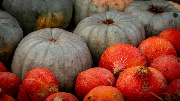 Hermoso tiro de ángulo alto de pequeñas calabazas verdes grandes y naranjas