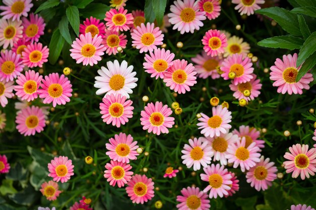 Hermoso tiro de ángulo alto de rosa Marguerite Daisies en un jardín bajo la luz del sol