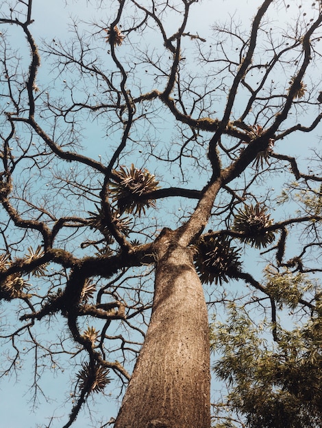 Hermoso tiro de ángulo bajo de un árbol con ramas largas y curvas y un cielo azul claro