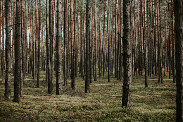 Hermoso tiro de ángulo bajo de un bosque con árboles altos y secos que crecen en el suelo con hierba fresca