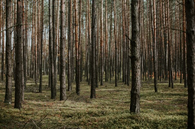 Hermoso tiro de ángulo bajo de un bosque con árboles altos y secos que crecen en el suelo con hierba fresca