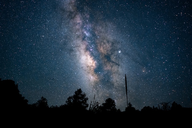 Hermoso tiro de ángulo bajo de un bosque bajo un cielo nocturno estrellado azul