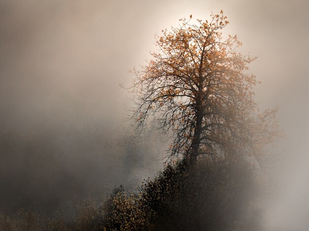 Hermoso tiro de un árbol de hojas amarillas rodeado de niebla