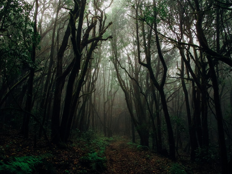 Foto gratuito hermoso tiro de árboles altos en un bosque en una niebla rodeada de plantas