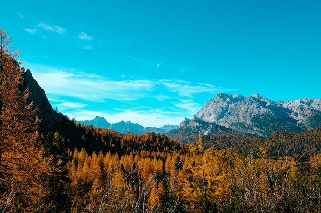 Hermoso tiro de árboles amarillos y montañas con cielo azul