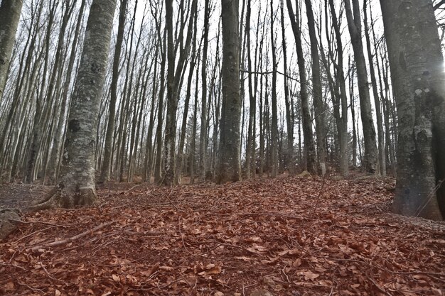 Hermoso tiro de árboles desnudos en un bosque con hojas rojas en el suelo