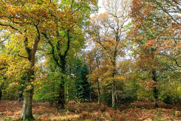 Hermoso tiro de árboles con hojas de otoño en el New Forest, cerca de Brockenhurst, Reino Unido
