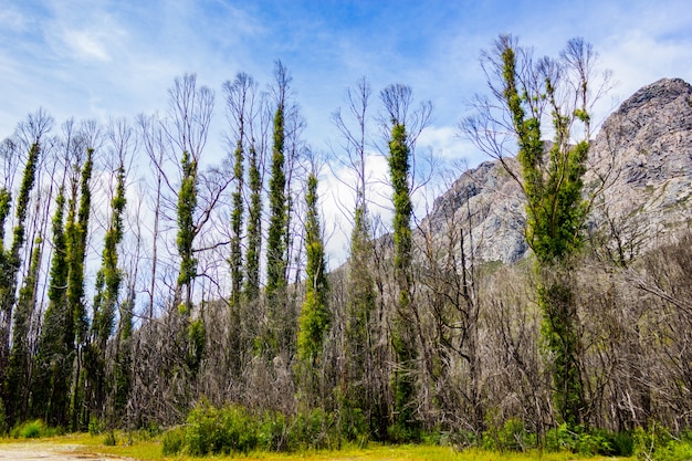 Hermoso tiro de árboles que crecen al lado de las formaciones rocosas en las montañas en un día soleado