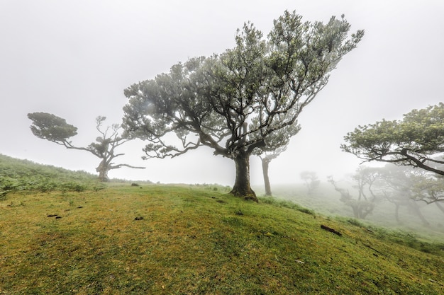 Hermoso tiro de árboles que crecen en las colinas de Fanal en Madeira en un día brumoso