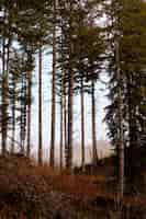Foto gratuita hermoso tiro de árboles verdes en el bosque