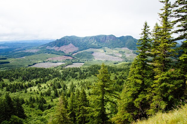 Hermoso tiro de bosque con montañas en la distancia y un cielo nublado