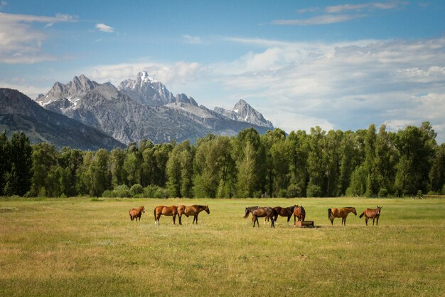 Hermoso tiro de caballos en un campo de hierba con árboles y montañas en la distancia durante el día