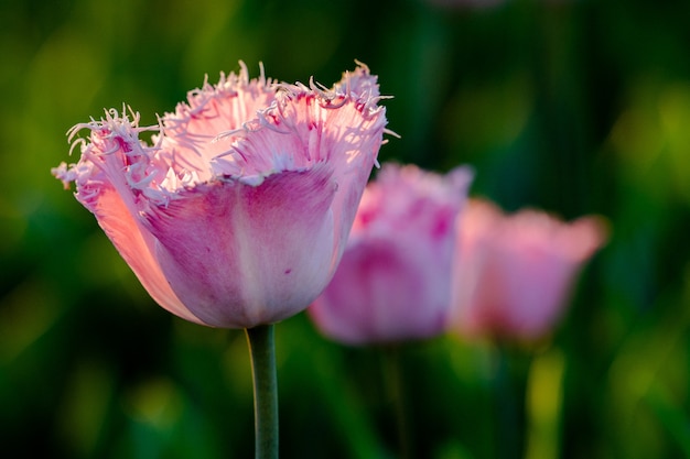 Hermoso tiro del campo de tulipanes rosados: ideal para un fondo de pantalla o fondo natural