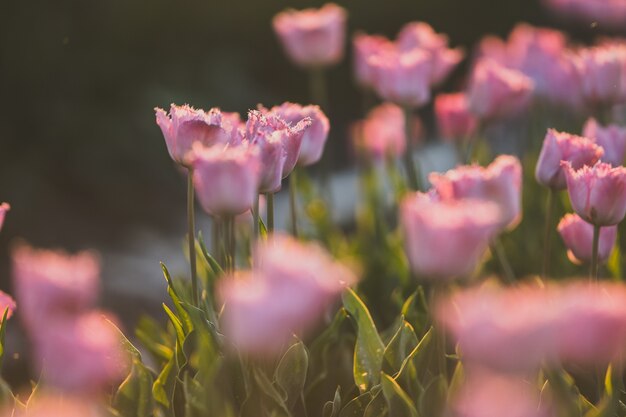 Hermoso tiro del campo de tulipanes rosados: ideal para un papel tapiz o una pared natural